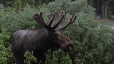 Uzun göl iz Colorado yakınlarında geyik yakın çekim 