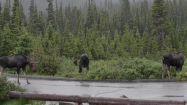 Karayolu ile üç geyik