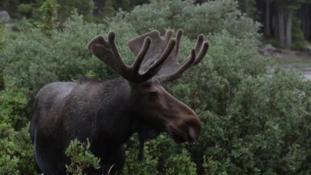 Moose primo piano vicino lungo lago sentiero Colorado — Video Stock