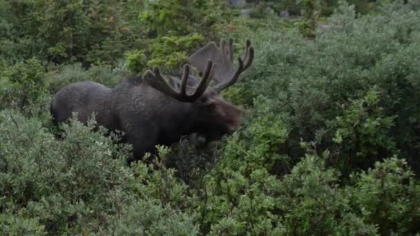 Moose close-up near long lake trail Colorado — Stock Video