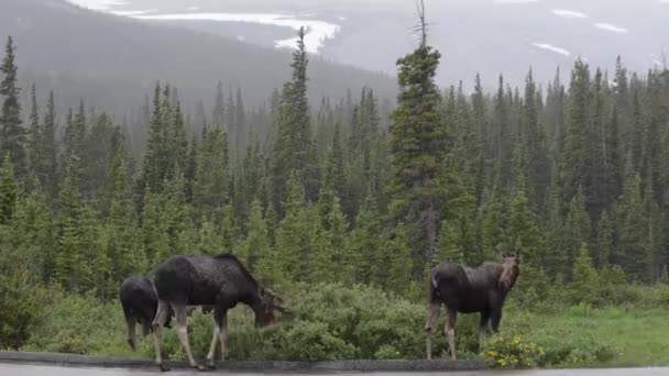 Три лося на дороге — стоковое видео