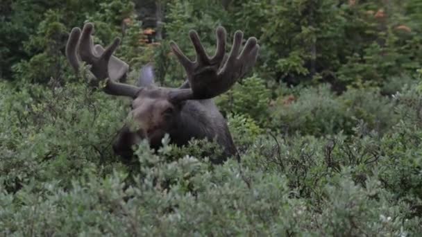 Moose yakın çekim — Stok video