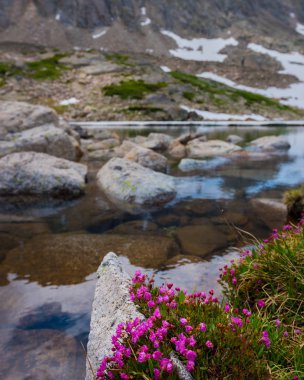 Kalmia microphylla Alp defne çiçekler