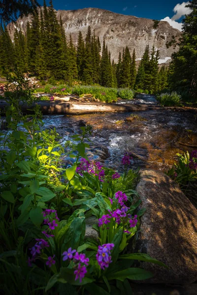 Parry's Primrose Primula Parryi Mitchell sjöns inlopp på bas — Stockfoto