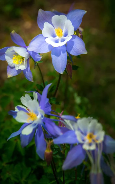 Колорадо Коломбіна аквілегія caerulea — стокове фото