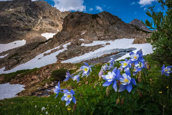 Colorado Paesaggio Fiori selvatici Lago Blu Mt Pedaggio Trail — Foto Stock
