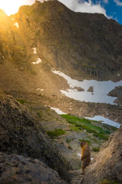 Grote marmot bij zonsondergang — Stockfoto