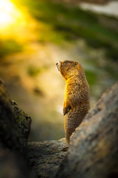 Sárgahasú mormota naplementekor — Stock Fotó