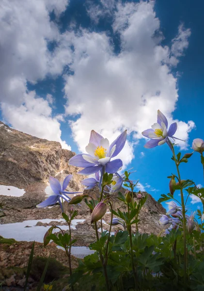 콜로라도 컬럼바인 Aquilegia 꽃 푸른 호수 로열티 프리 스톡 이미지