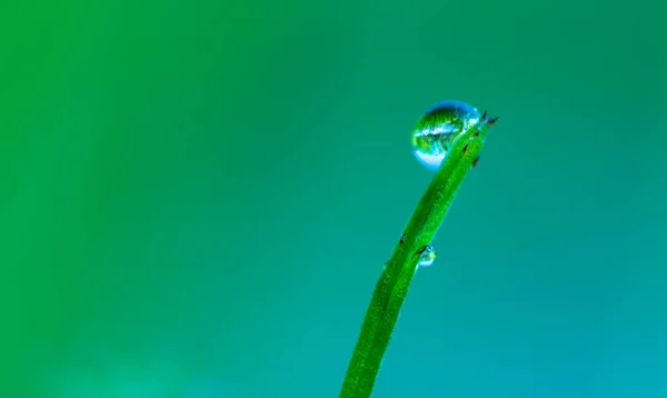 Dagg droppar ona enda gräs bakgrund — Stockfoto