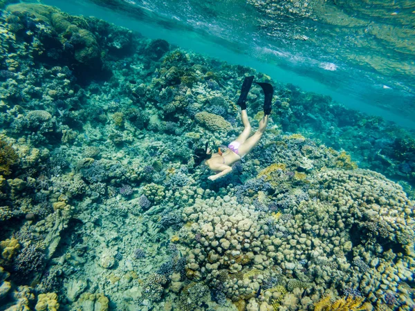 Snorkel Turquesa Mar Vermelho Egito — Fotografia de Stock