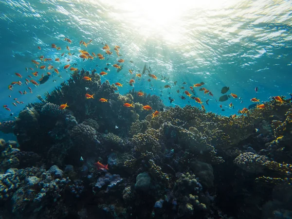Recife de Coral Mar Vermelho Egito Marsa Alam — Fotografia de Stock