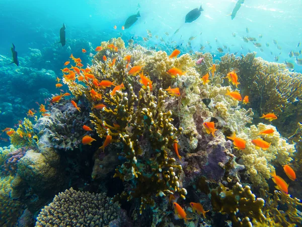 Arrecife de Coral Mar Rojo Egipto Marsa Alam — Foto de Stock