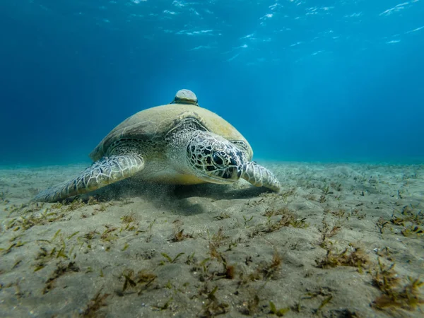 Giant Sea turtle bliska Egipt Morze Czerwone — Zdjęcie stockowe