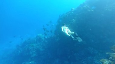 Red Sea Mısır turistik Snorkeling turkuaz su ve güzel mercan resif
