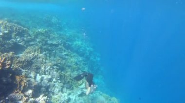 Red Sea Mısır turistik Snorkeling turkuaz su ve güzel mercan resif