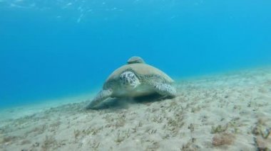 Dev Yeşil deniz kaplumbağası Dugong deniz çimen Kızıldeniz Mısır beslemeleri