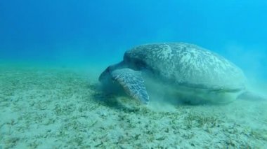 Dev Yeşil deniz kaplumbağası Dugong deniz çimen Kızıldeniz Mısır beslemeleri