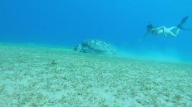 Kız serbest dalış dev deniz kaplumbağası Kızıldeniz Mısır Marsa Alam hayran