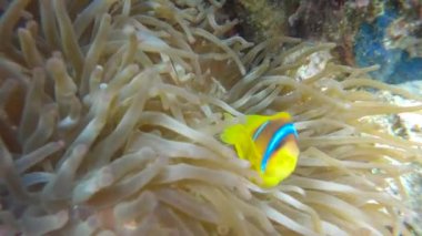 Anemon Kızıldeniz Mısır Marsa Alam's koruma palyaço balık Amphiprioninae
