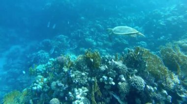 Dev deniz kaplumbağası mercan kayalığı Marsa Alam Mısır Kızıldeniz üzerinde yüzüyor