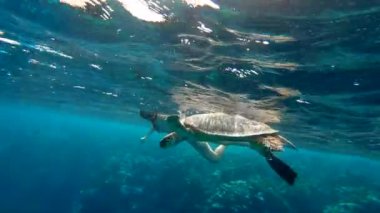 Kız serbest dalış dev deniz kaplumbağası Kızıldeniz Mısır Marsa Alam hayran