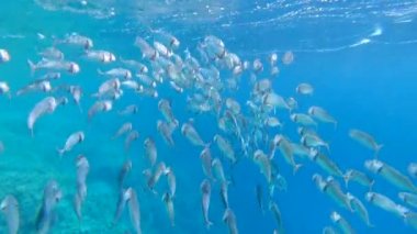 Hint uskumru balığı, Rastrelliger kanagurta, Marsa Alam, Red Sea, Mısır
