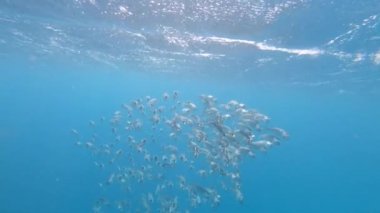 Hint uskumru balığı, Rastrelliger kanagurta, Marsa Alam, Red Sea, Mısır