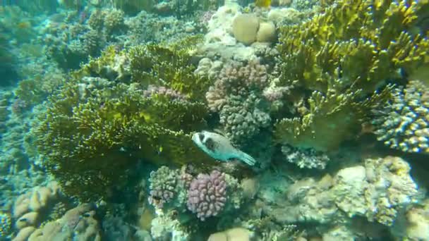 Barriera Corallina Mar Rosso Egitto Marsa Alam — Video Stock