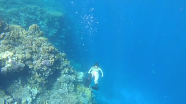 女の子フリー ダイビング美しい紅海エジプト — ストック動画
