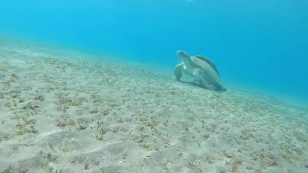 Tartaruga Gigante Con Remora Primo Piano Mar Rosso Egitto — Video Stock