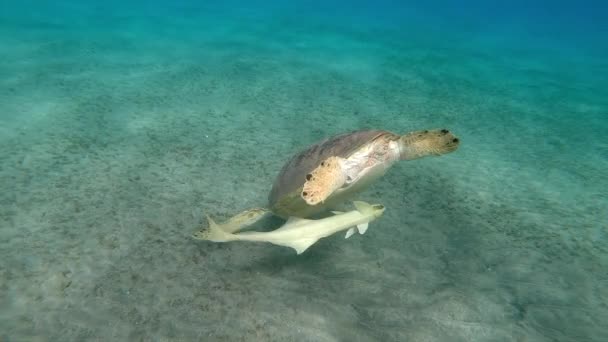 Riesenmeerschildkröte Mit Remora Close Rotes Meer Ägypten — Stockvideo