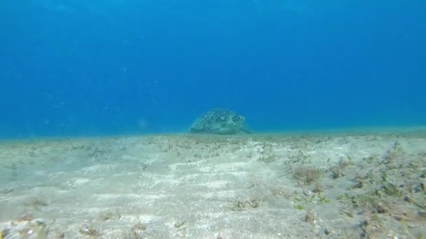 Riesige Grüne Meeresschildkröte Dugong Ernährt Sich Von Seegras Rotes Meer — Stockvideo