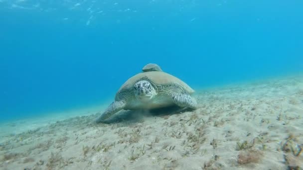 Giant Zelená Mořská Želva Moroň Přiživuje Sea Grass Rudého Moře — Stock video