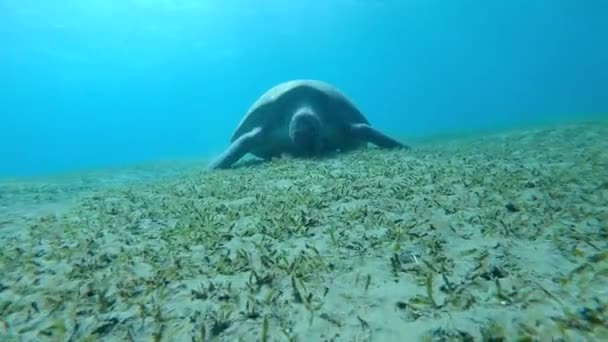 Giant Zelená Mořská Želva Moroň Přiživuje Sea Grass Rudého Moře — Stock video