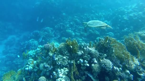 Tortuga Marina Gigante Nada Sobre Arrecife Coral Marsa Alam Egipto — Vídeo de stock