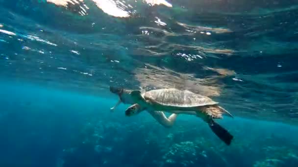 Chica Freediving Admirando Tortuga Marina Gigante Mar Rojo Egipto Marsa — Vídeo de stock