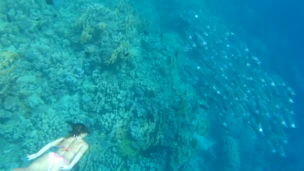 Plongée Apnée Touristique Entouré Maquereau Indien Eau Turquoise Beau Récif — Video