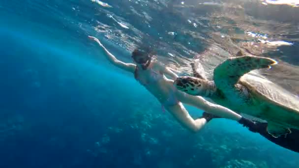 Chica Freediving Admirando Tortuga Marina Gigante Mar Rojo Egipto Marsa — Vídeo de stock