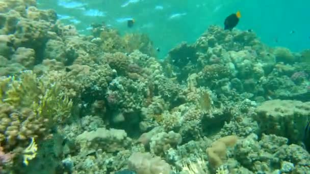 Коралловый Риф Красное Море Египет Марса Алам — стоковое видео