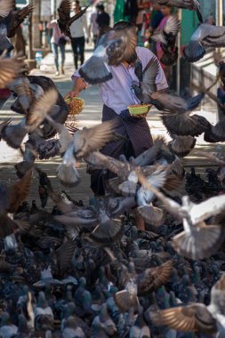 Yangon Burma Adamı vahşi güvercin sürüsünü besliyor. 