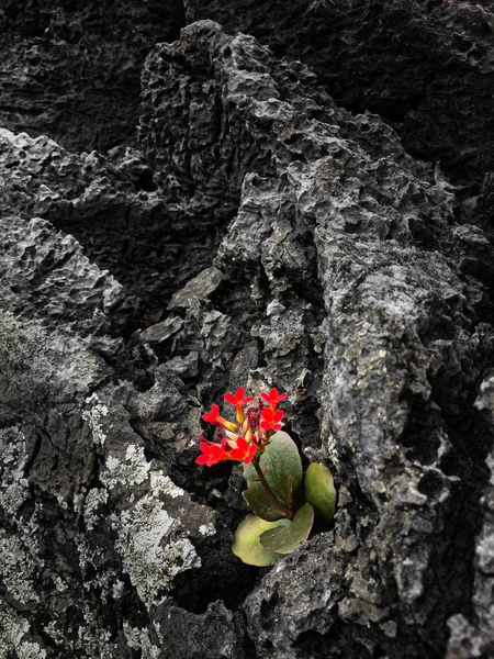 Red Flower kalanchoe blossfeldiana grows on a rugged volcanic ro — Stock Photo, Image