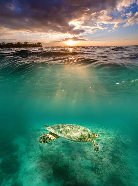 Tortuga marina verde gigante bajo el agua iluminada por rayos dorados del sol — Foto de Stock