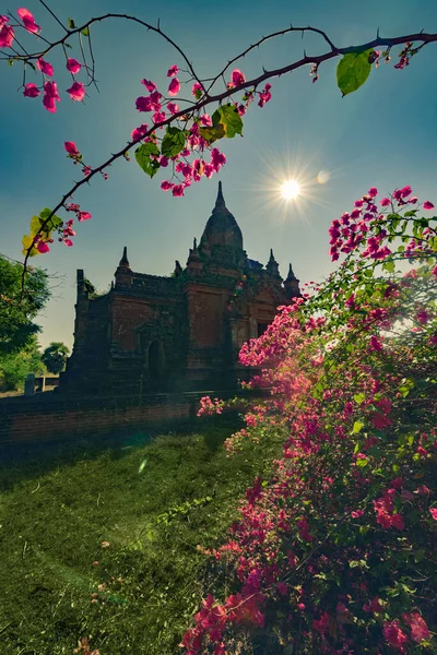 Bagan Myanmar Bougainvillea Flowers Beautiful Stupa — Stock Photo, Image