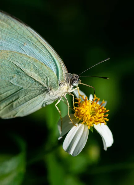 Mottled emigrant, male from West Bengal, India. Catopsilia pyranthe.