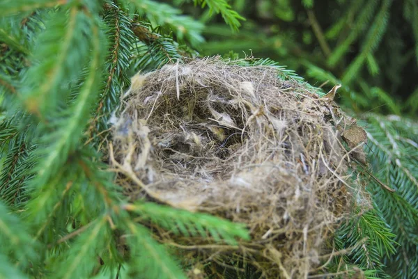 Empty nest of a bird from dry grass on a spruce branch