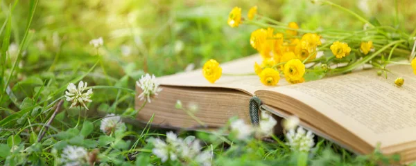 Open book, yellow flowers fanned pages on grass. Summer spring background with open book. Back to school. Copy Space, banner