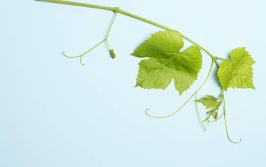 mavi arkaplanda yeşil üzüm yaprakları