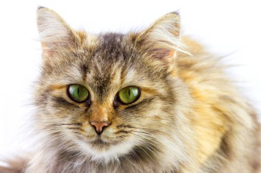 beyaz arka planda fotoğraf kedisi