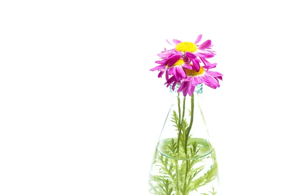 黄色の野生の花 水彩画 背景白の抽象的な夏の植物 分離されました ストック写真 C Olga Vic